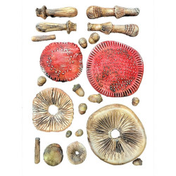 Stamperia Whispering Woods Silicon Mould A5 Mushrooms 3D