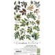 Craft o' Clock Creative Extras Set MIX 04 - All Leaves 15,75x30,5cm