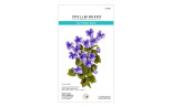 Spellbinders The Poet's Garden Etched Dies Wild Violet and Ladybugs