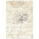 Stamperia All Around A6 Rice Paper Backgrounds Selection 8 fogli