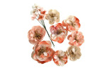 Prima Marketing Homegrown Flowers Apple Blossom Garden by The 3 Girls Tale 9pz