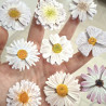 Craft Consortium 3D Decoupage Stickers Flowers 004 12pz