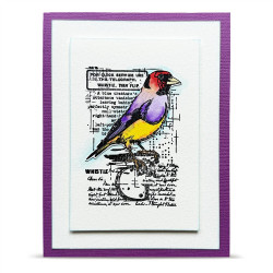 AALL & Create Stamp Set A7 1350 Whistling Finch