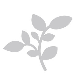 Bigz Die - Camellia Leaf 662588