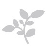 Bigz Die - Camellia Leaf 662588
