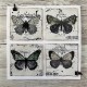 AALL & Create Stamp Set 825 Spotted Wings