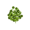 35 BRADS VERDE da 8mm